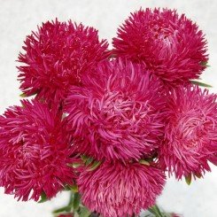 Ювель розовая (Pink) семена астры игольчатой (Satimex)