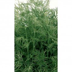 Зеленый пучок семян укропа (яркая)