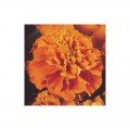 Жанне оранжевые (Orange) семена бархатцев (Pan American)
