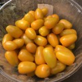 Еллоу Бидс F1 семена помидора индетерминантного коктельного желтого (Lark Seeds)