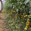 Еллоу Бидс F1 семена помидора индетерминантного коктельного желтого (Lark Seeds)