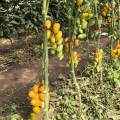 Еллоу Бидс F1 семена помидора индетерминантного коктельного желтого (Lark Seeds)