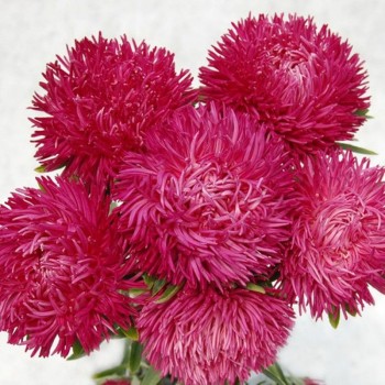 Ювель розовая (Pink) семена астры игольчатой (Satimex)