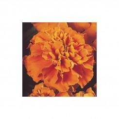 Жанне оранжевые (Orange) семена бархатцев (Pan American)