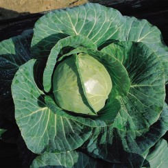 Фрея F1 (PL 6126 F1) насіння капусти білокачанної (Asia Seed)