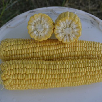1010 F1 семена кукурузы суперсладкой Sh2 (Spark Seeds)