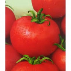 Агата насіння помідора детермінантного (GL Seeds)