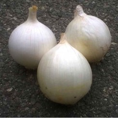 Аида F1 семян лука репчатого белого (Cora Seeds)