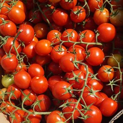 Ачико F1 семена помидора черри детерминантного (Cora Seeds)