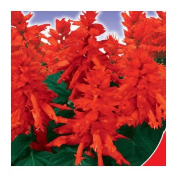 Аллегро красное (red) семена сальвии (GL Seeds)