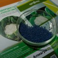 Алмагро F1 (Альмагро F1) семена капусты цветной (Syngenta)