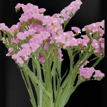 Американ Бьюти розовый (pink) семена кермека (Hem Zaden)