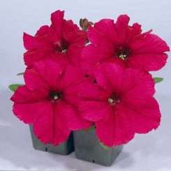 Амфора Дип Роуз семена петунии многоцветковой (Kitano Seeds)