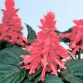 Аморе розовая (pink) семена сальвии (Hem Genetics)