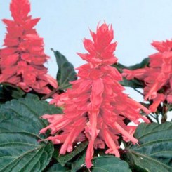 Аморе розовая (pink) семена сальвии (Hem Genetics)