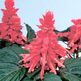 Аморе розовая (pink) семена сальвии (Hem Genetics)