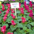 Аморе розовая (pink) семена сальвии (Hem Genetics)