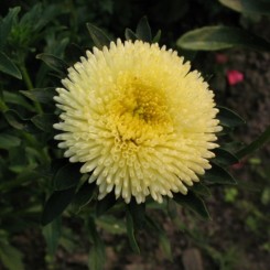 Арлекин желтый (Yellow) семена астры (Satimex)