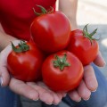 Асвон F1 (KS 1140 F1) семена помидора детерминантного (Kitano Seeds)
