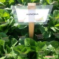 Авона (Айвона) семена салата тип Ромен дражированный (Rijk Zwaan)