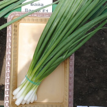 Байа Верде (Baja Verde) семена лука на перо ультрараннего 40 дн. (Seminis)