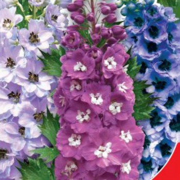 Баккара семян дельфиниума (GL Seeds)