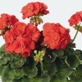 Бордюр красный (red) семена пеларгонии (Hem Zaden)