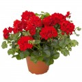 Бордюр красный (red) семена пеларгонии (Hem Zaden)