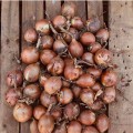 Борнео F1 семена лука репчатого желтого (Takii Seeds)