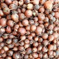 Борнео F1 семена лука репчатого желтого (Takii Seeds)