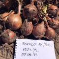 Борнео F1 семена лука репчатого желтого (Takii Seeds)