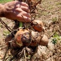 Борнео F1 семена лука репчатого желтого (Takii Seeds)