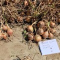 Борнео F1 семена лука репчатого желтого (Takii Seeds)