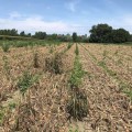 Борнео F1 семена лука репчатого желтого (Takii Seeds)