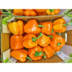 Бичок насіння перцю солодкого (GL Seeds)