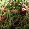 Чиа семена микрозеленые (Agrocity)