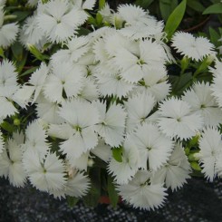 Чиба F1 (Чибо F1) белая (white) семена гвоздики межвидовой (Hem Genetics)