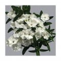 Чиба F1 (Чибо F1) белая (white) семена гвоздики межвидовой (Hem Genetics)