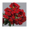 Чиба F1 (Чибо F1) красная (red) семена гвоздики межвидовой (Hem Genetics)