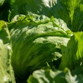 Данило Organic семена салата тип Айсберг зел. дражированное (Enza Zaden/Vitalis)