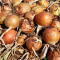 Дарика F1 семена лука репчатого желтого (Cora Seeds)
