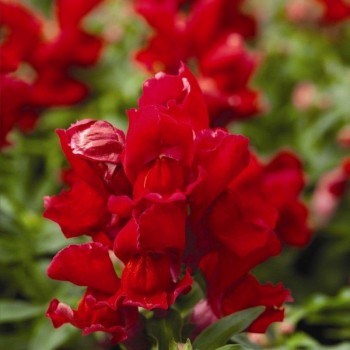 Дефианс красный (red) семена антиринума (GL Seeds)