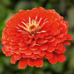 Дейлиа ярко-красные семена циннии (Floragran)