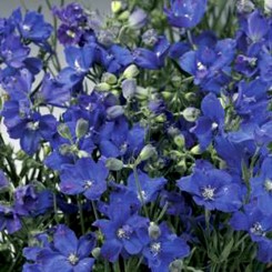 Делфикс синий (blue) семена дельфиниума (Syngenta)