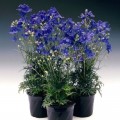 Делфикс синий (blue) семена дельфиниума (Syngenta)
