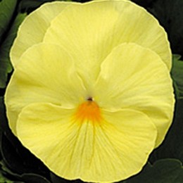 Династия Primerose семян фиалки (Kitano Seeds)