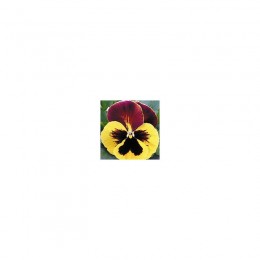 Династия Red Wing семян фиалки (Kitano Seeds)