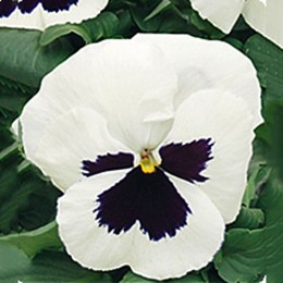 Династия White Blotch семян фиалки (Kitano Seeds)