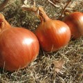 Дрогон F1 семян лука репчатого (Soto Seeds)