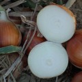 Дрогон F1 семян лука репчатого (Soto Seeds)